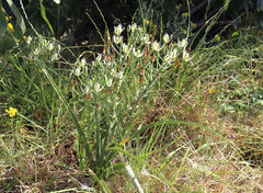 Albuca longifolia