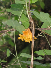 Lonicera pilosa