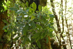 Pseudopanax macintyrei