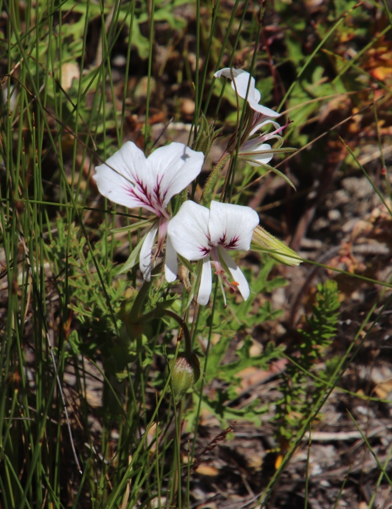 dune pelargonium