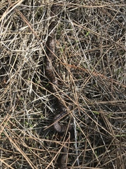 Dolichophis jugularis