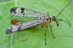 Panorpa cognata