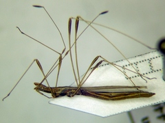Neides tipularius