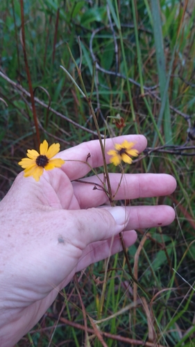 Image of Coreopsis linifolia by (c) Abby Darrah, some rights reserved (CC BY)