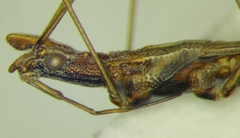 Neides tipularius