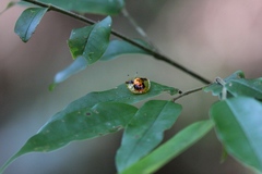 Aspidimorpha furcata