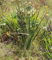 Albuca longifolia