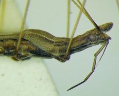 Neides tipularius