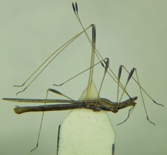 Neides tipularius