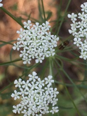 Ammi majus