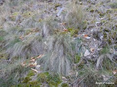 Festuca elegans