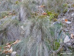 Festuca elegans