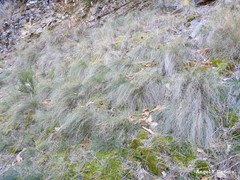Festuca elegans