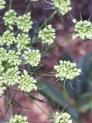 Ammi majus