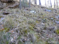 Festuca elegans