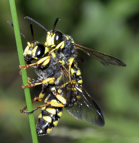 Cerceris arenaria nuotrauka