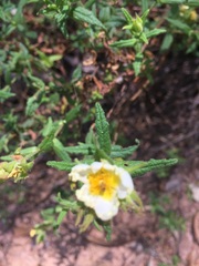 Cistus psilosepalus