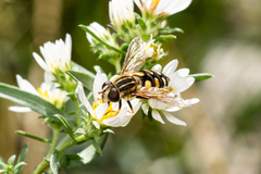 Helophilus obscurus