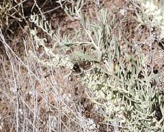 Hesperopsis libya
