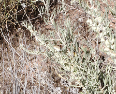 Hesperopsis libya