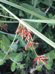 Cyperus longus