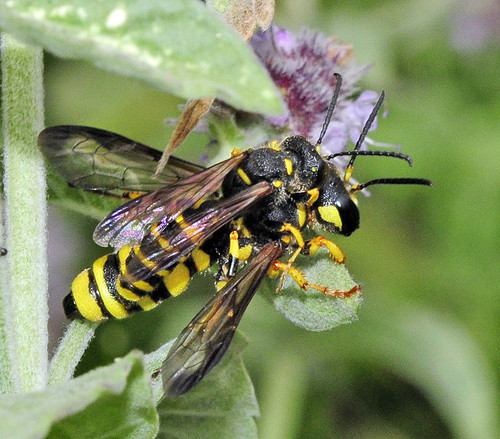 Cerceris arenaria nuotrauka