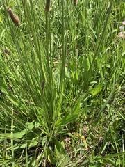 Plantago lanceolata
