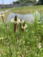 Plantago lanceolata