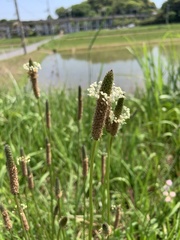 Plantago lanceolata