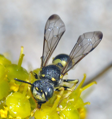 Cerceris bupresticida
