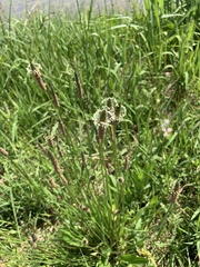 Plantago lanceolata