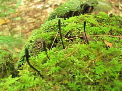 Geoglossum nigritum