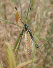 Libelloides ictericus