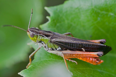 Stenobothrus rubicundulus