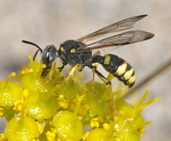 Cerceris bupresticida