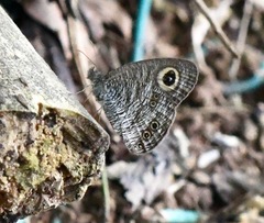 Ypthima horsfieldii humei