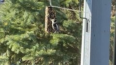 Dryobates pubescens