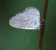 Zizula hylax pygmaea