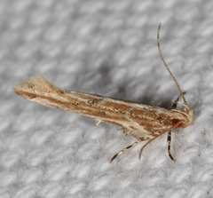 Anatrachyntis rileyi