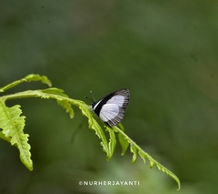 Psychonotis piepersii