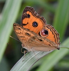 Junonia almana javana