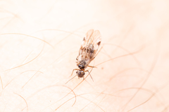 Ectopsocidae