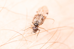 Ectopsocidae