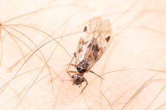 Ectopsocidae