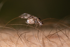 Ectopsocidae