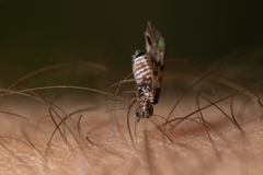 Ectopsocidae