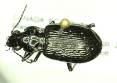 Blethisa oregonensis