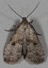Hypenodes franclemonti