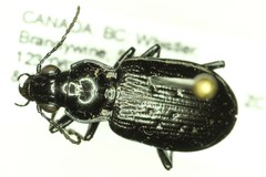 Blethisa oregonensis