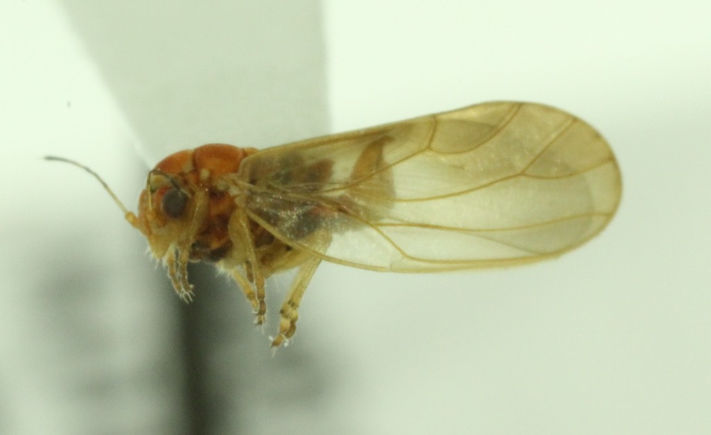 Cacopsylla sinuata